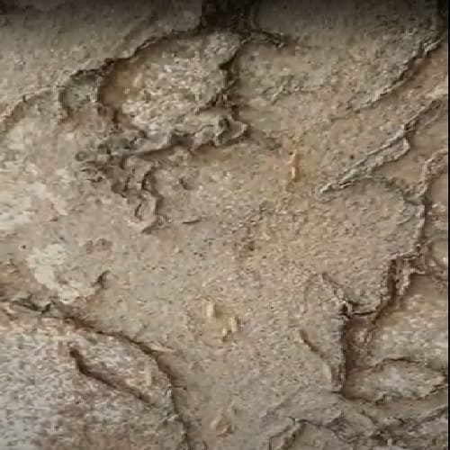 Termite Control requirement